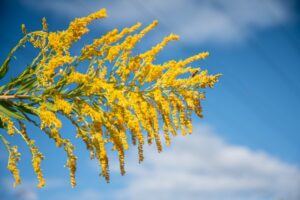 秋も花粉症があるって知っていますか？